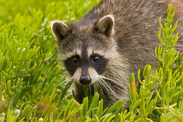 Waschbr Procyon lotor Raccoon